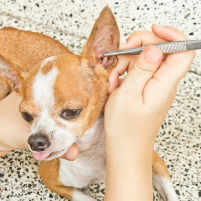 4 Effective Ways to Prevent Fleas and Ticks