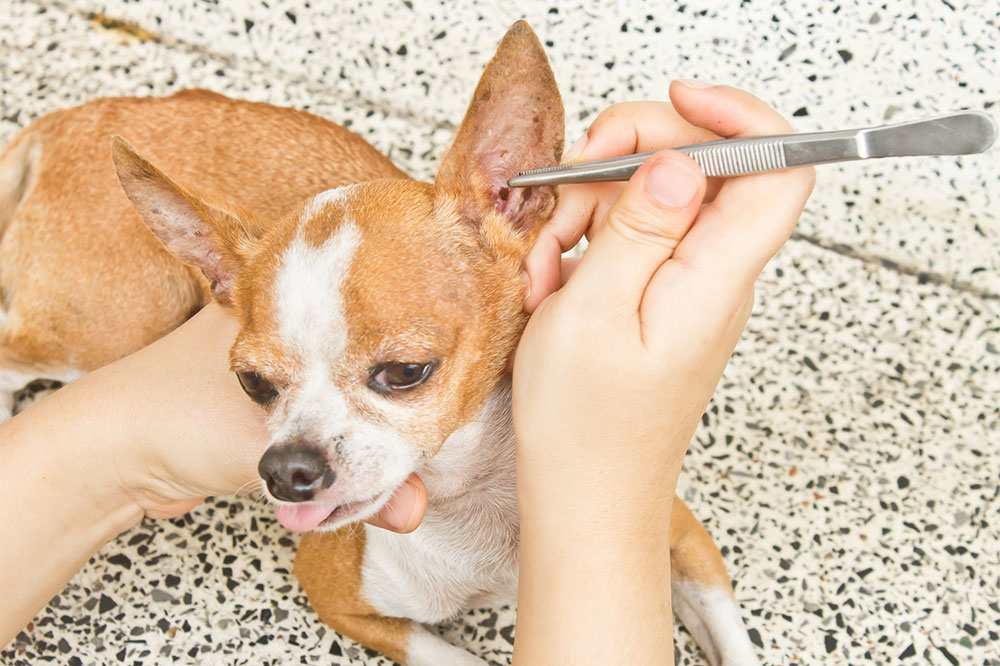 4 Effective Ways to Prevent Fleas and Ticks