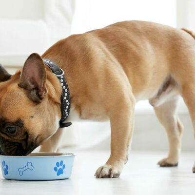 5 Eating Tips for Dogs with Food Allergies