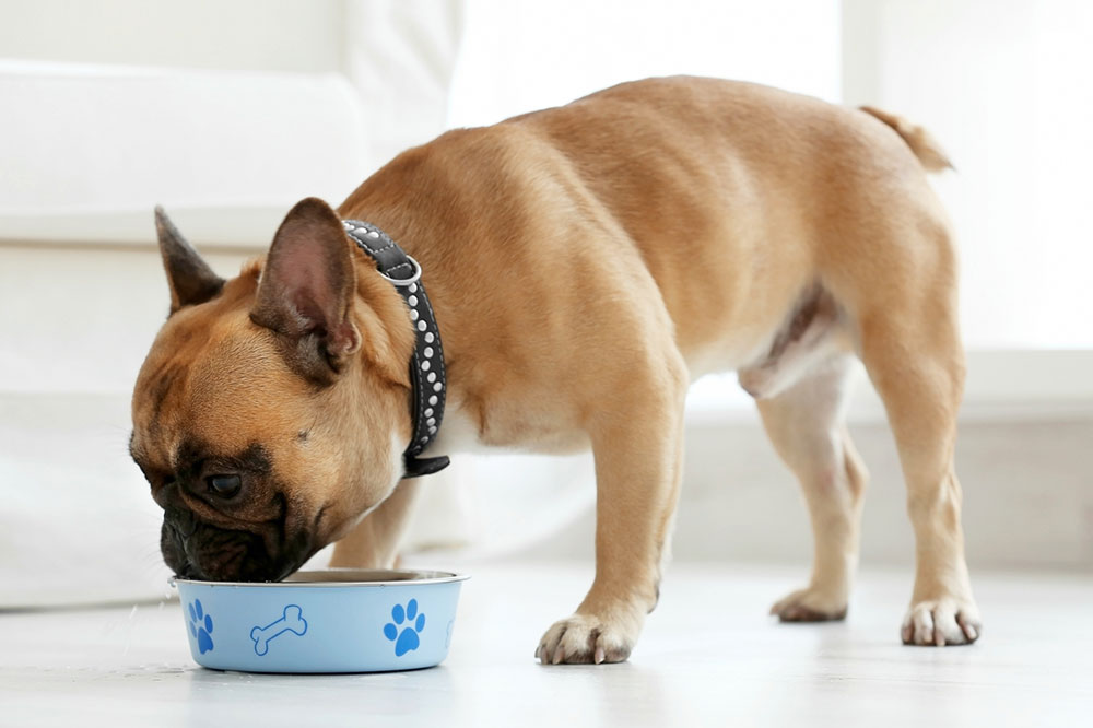 5 Eating Tips for Dogs with Food Allergies