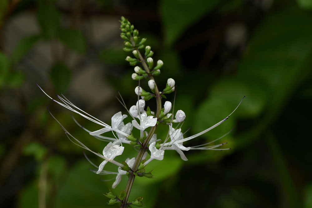 8 Decorative Plants that are Dangerous for Cats