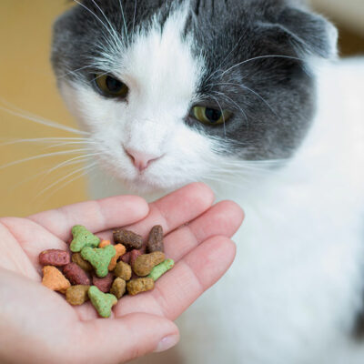 Healthy Ingredients to Check for in Cat Treats